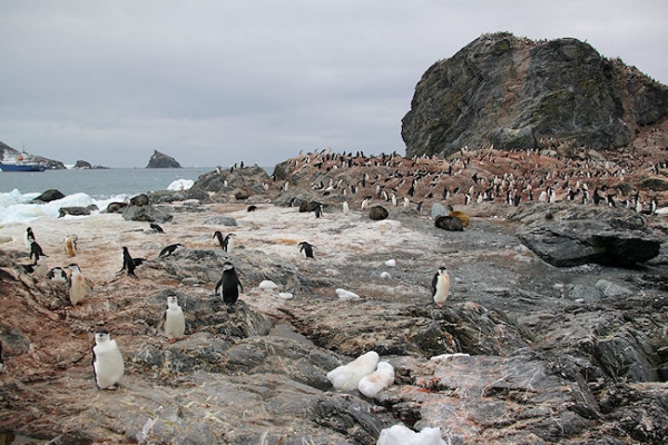 Day14_ElephIs_PtWild_5584 (2).jpg - Chinstrap Penguin colony and rookery, Point Wild, Elephant Island, South Shetlands